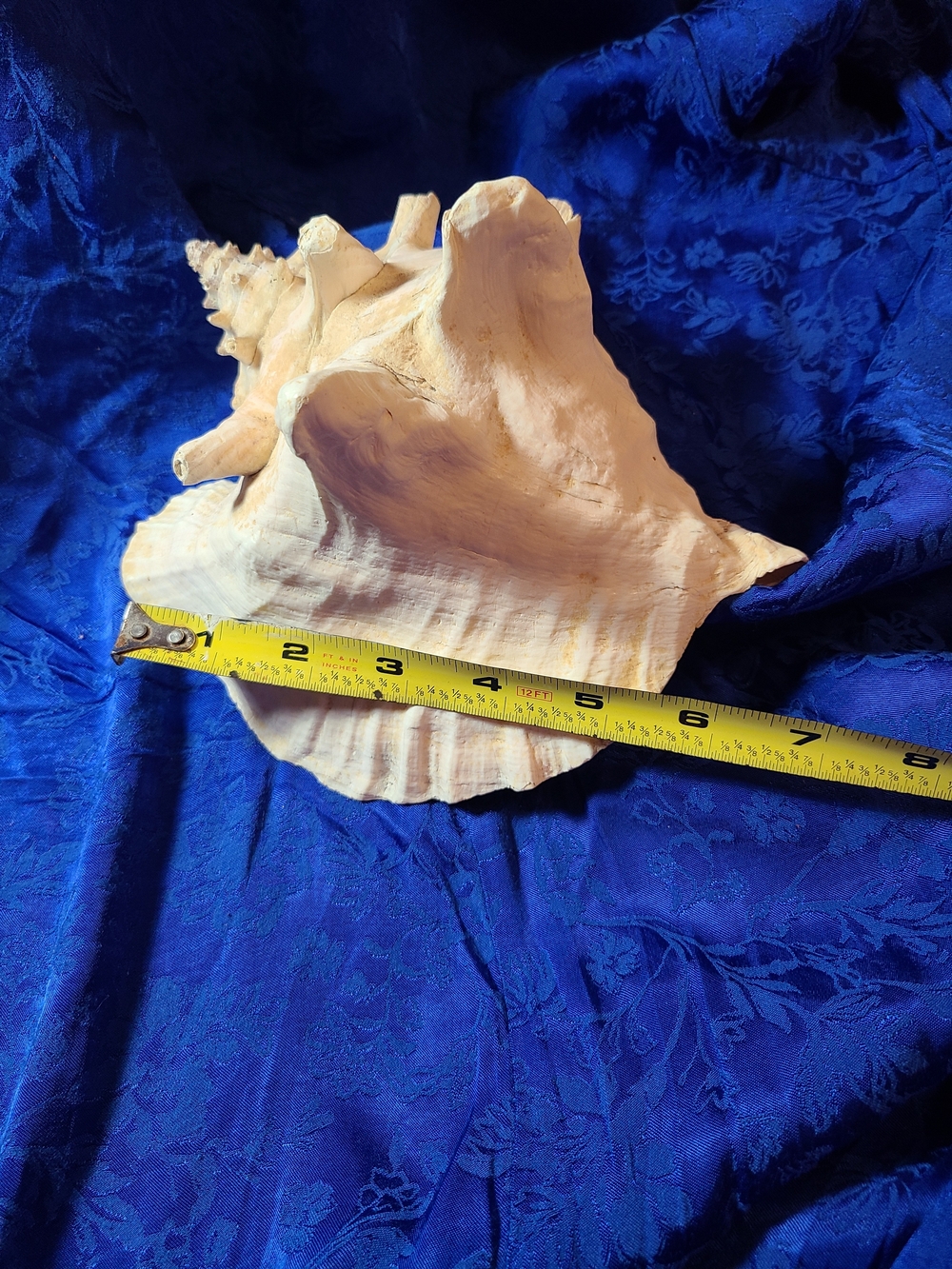 Vintage White Conch Shell Accent - Picture 9 of 9